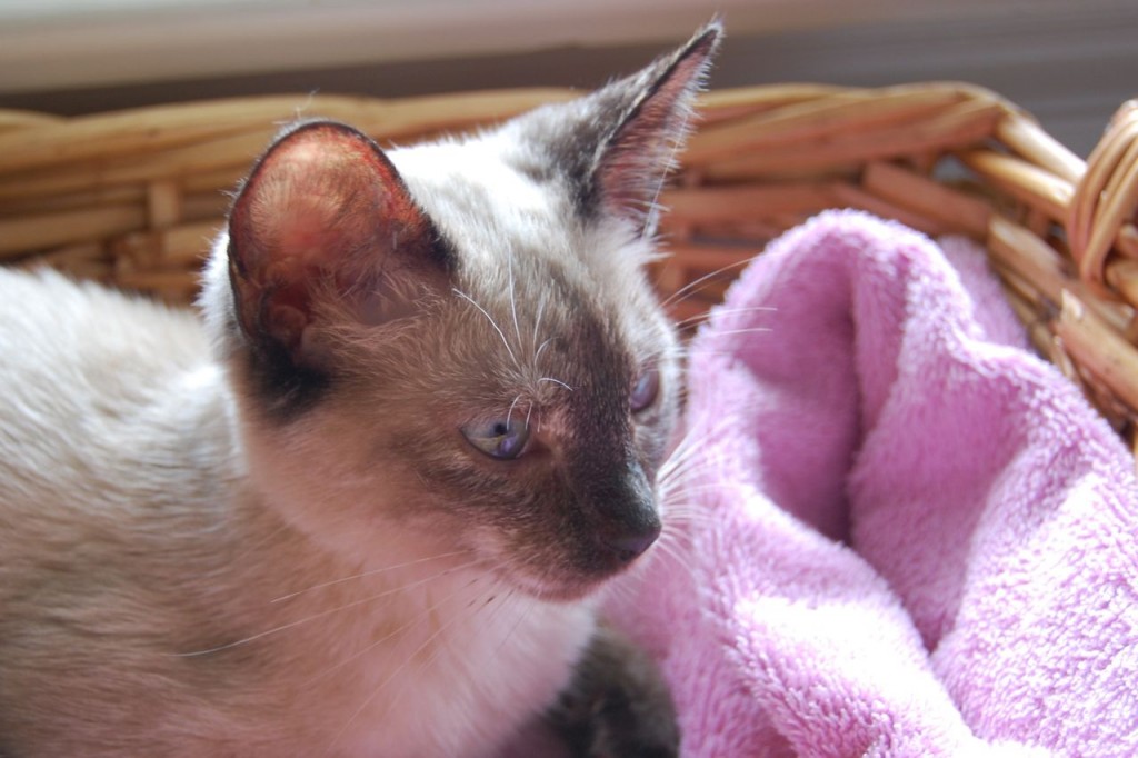 Sagwa the tortie point siamese cat