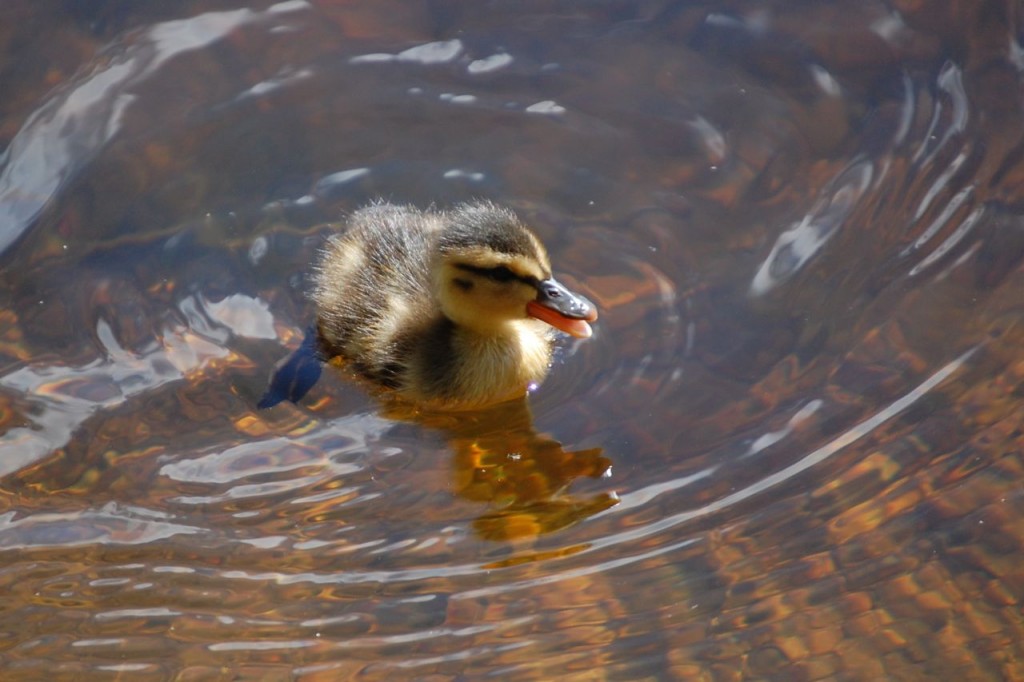 Duckling at Sprague Lake, Colorado