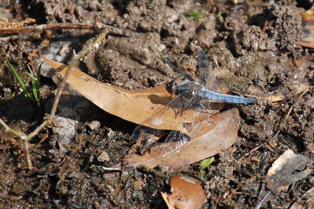 Dragonfly at Lake Istrouma