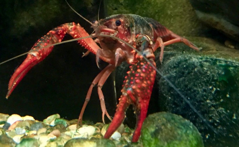 Crawfish at the Baton Rouge Zoo