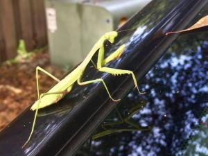 Mantis on car window