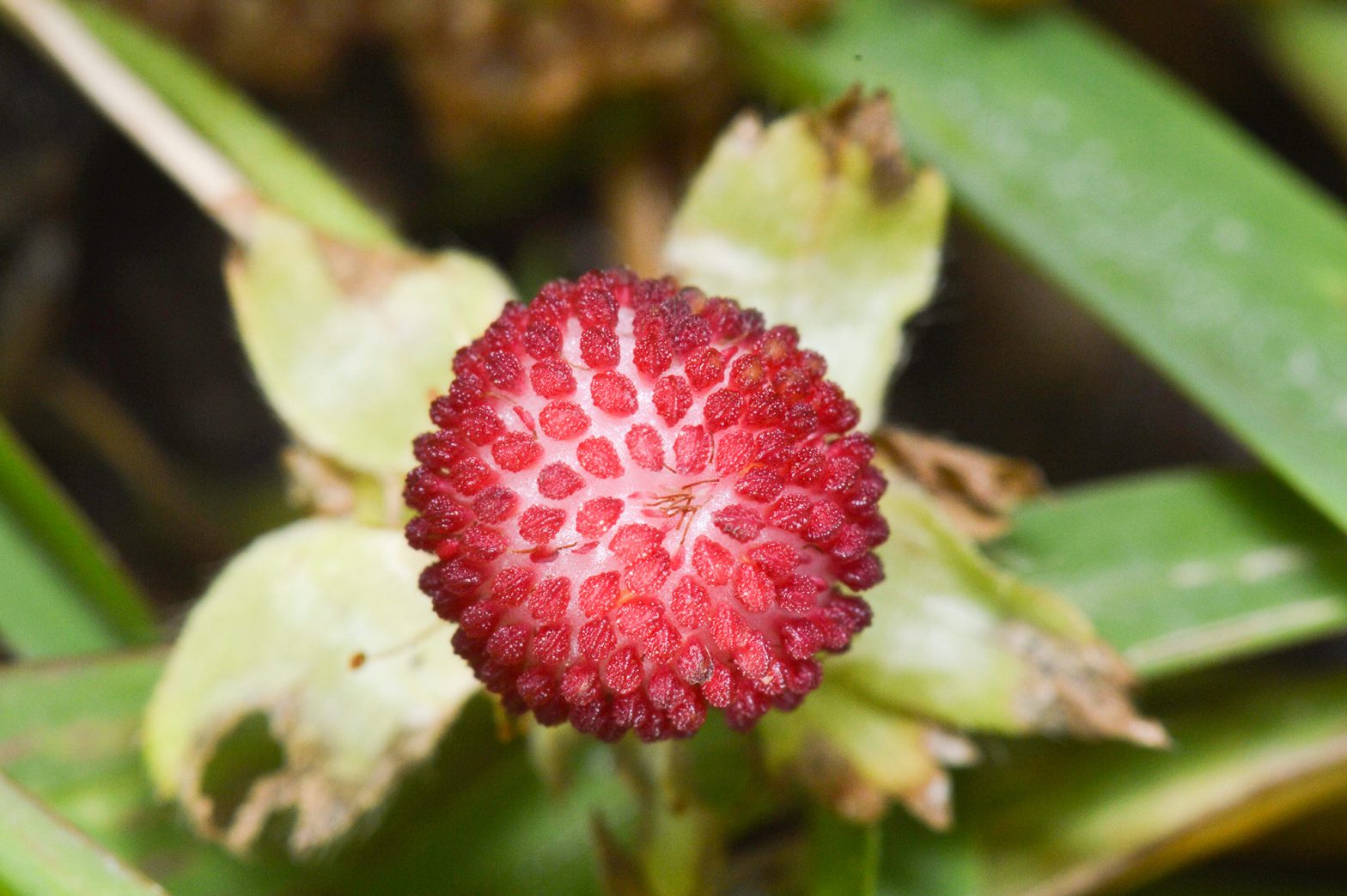 Wild Strawberry, March 2013 (photo by Kermit Murray)