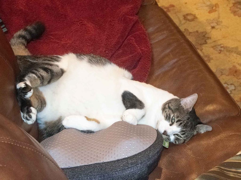 Violet the cat on her back on a couch