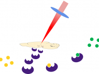 Infrared laser ablation and capture of enzymes with conserved activity