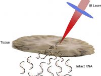 RNA Sampling from Tissue Sections using Infrared Laser Ablation