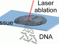 Infrared laser ablation sample transfer of tissue DNA for genomic analysis