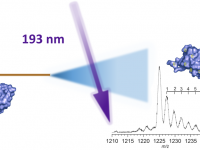 Electrospray Photochemical Oxidation of Proteins