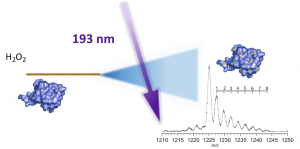 Electrospray Photochemical Oxidation of Proteins