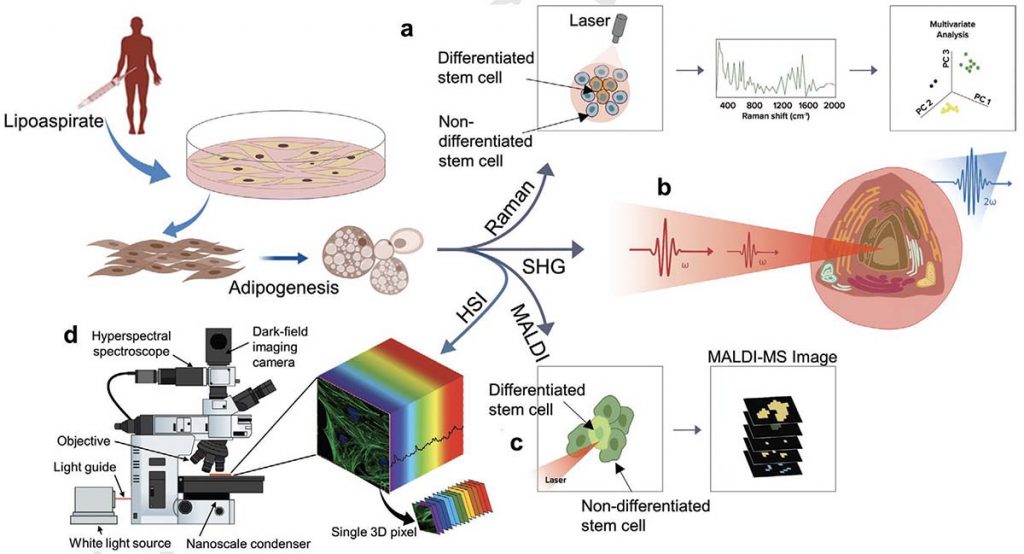 Schematic overview of quantitative label-free imaging implemented at the single-cell level