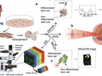 Multimodal Label‐Free Monitoring of Adipogenic Stem Cell Differentiation Using Endogenous Optical Biomarkers