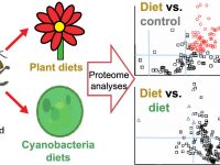 Honey Bee Proteome Responses to Plant and Cyanobacteria (blue-green algae) Diets